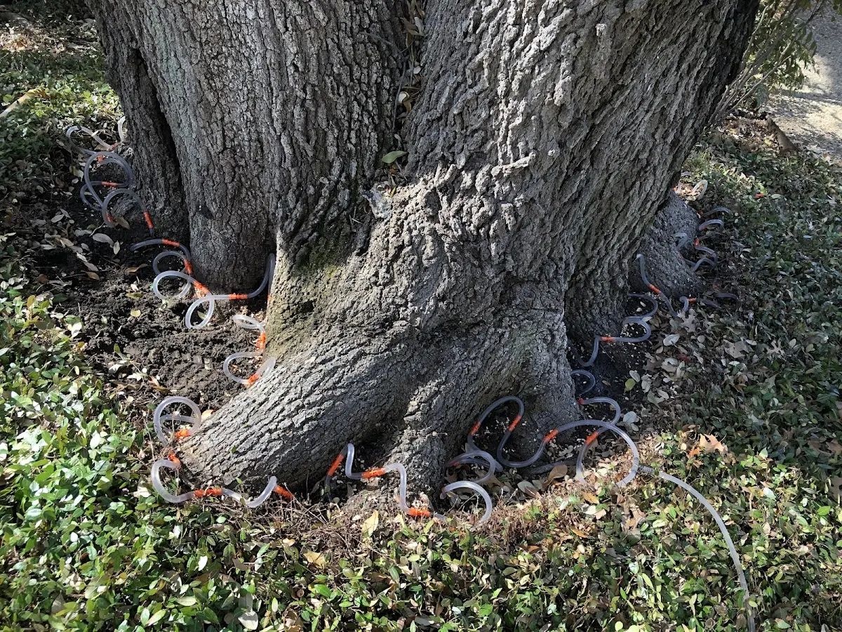 Detailed Tree Cabling and Bracing job site in Berlin